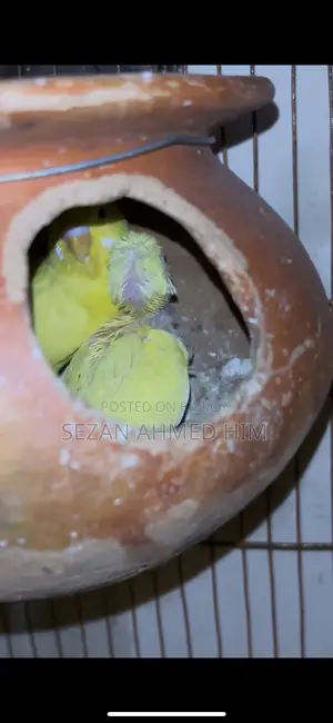 Lutino Budgerigar with Babies