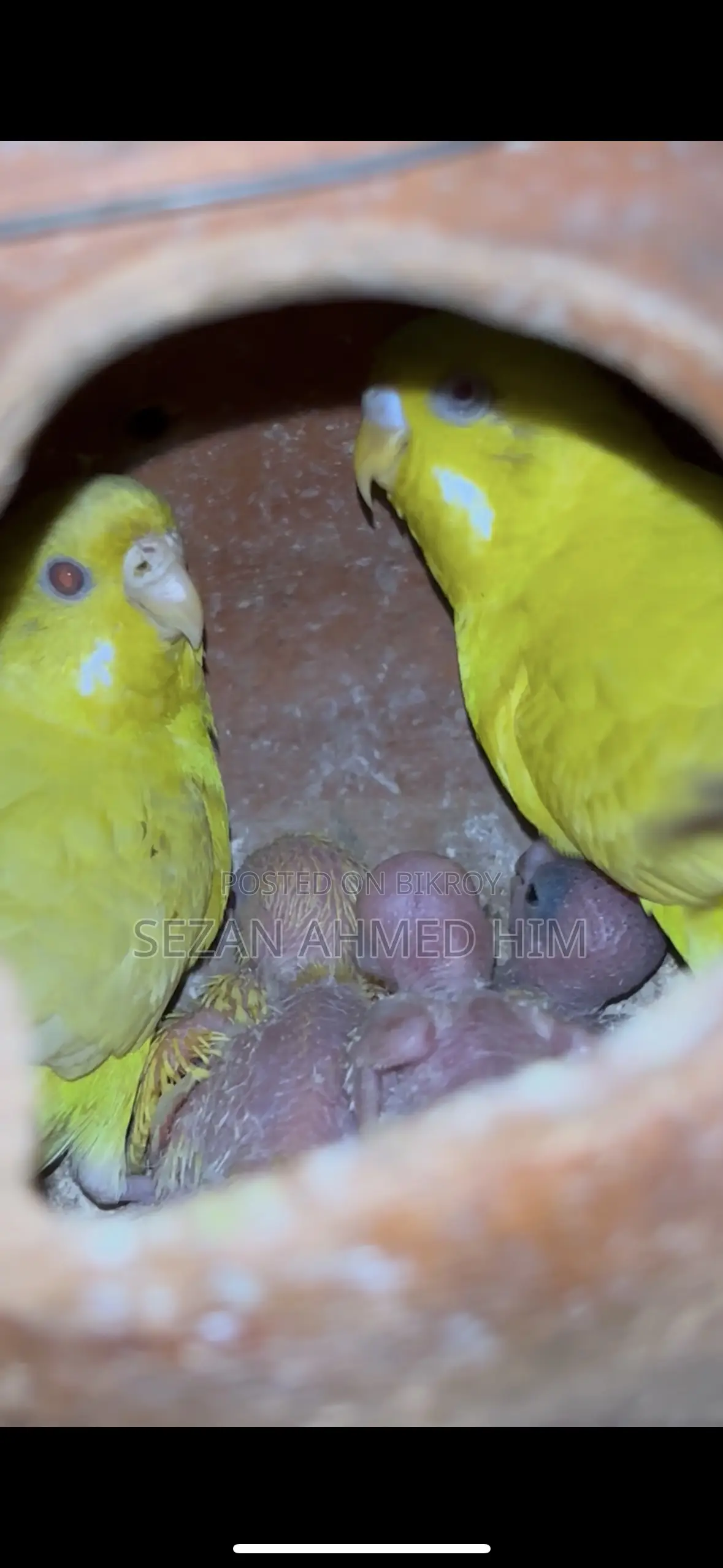 Lutino Budgerigar with Babies