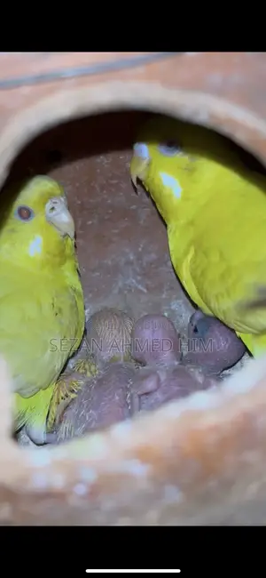 Lutino Budgerigar with Babies