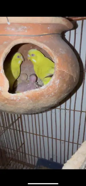Lutino Budgerigar with Babies