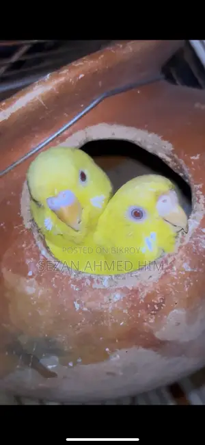 Lutino Budgerigar with Babies