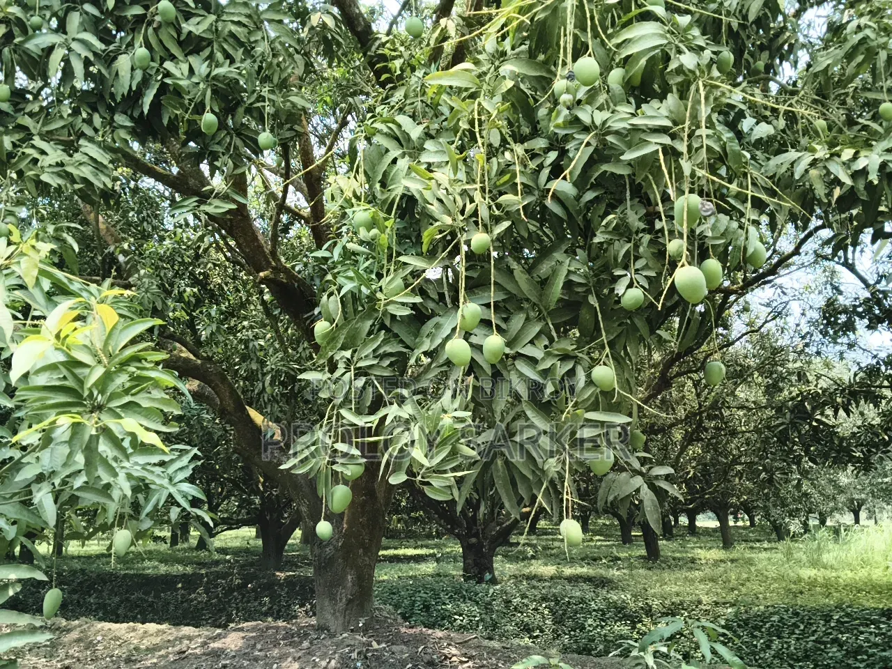 Rajshahi All Varieties of Mangoes