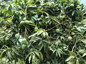 Rajshahi All Varieties of Mangoes