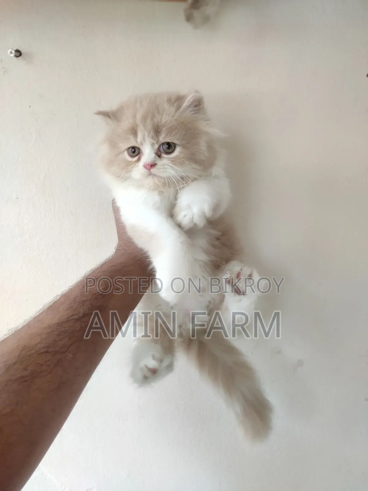 1-3 Months Male Purebred Persian