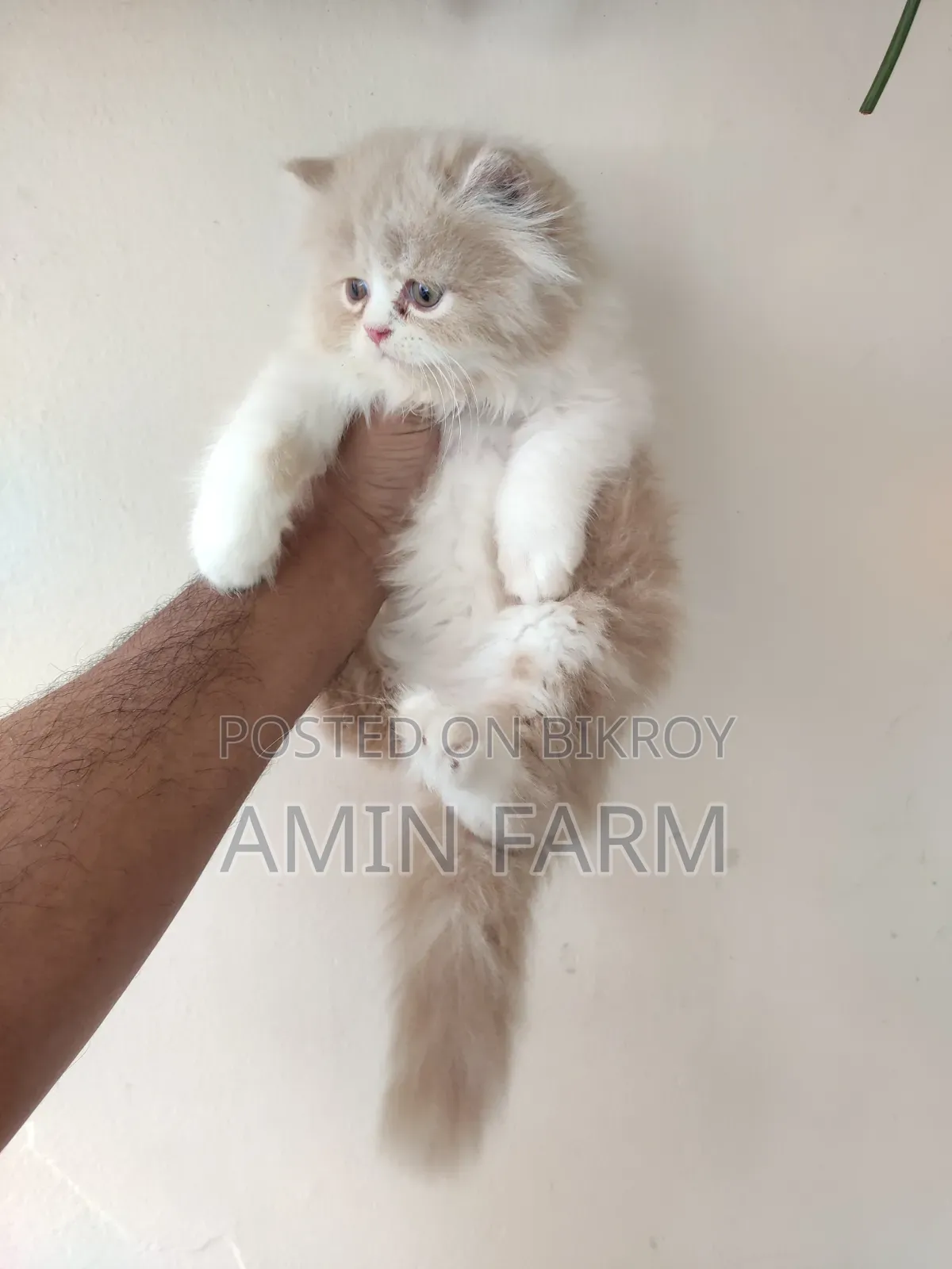 1-3 Months Male Purebred Persian