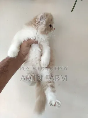 1-3 Months Male Purebred Persian