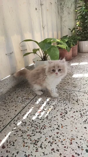 1-3 Months Male Purebred Persian