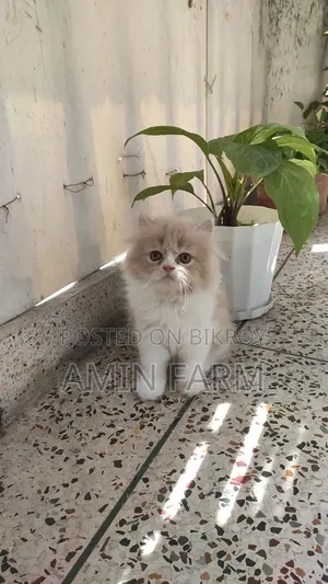 1-3 Months Male Purebred Persian
