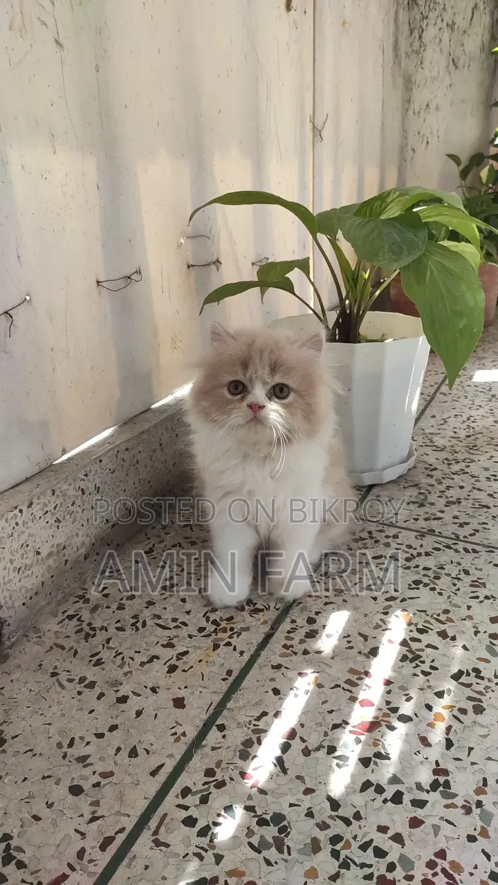 1-3 Months Male Purebred Persian
