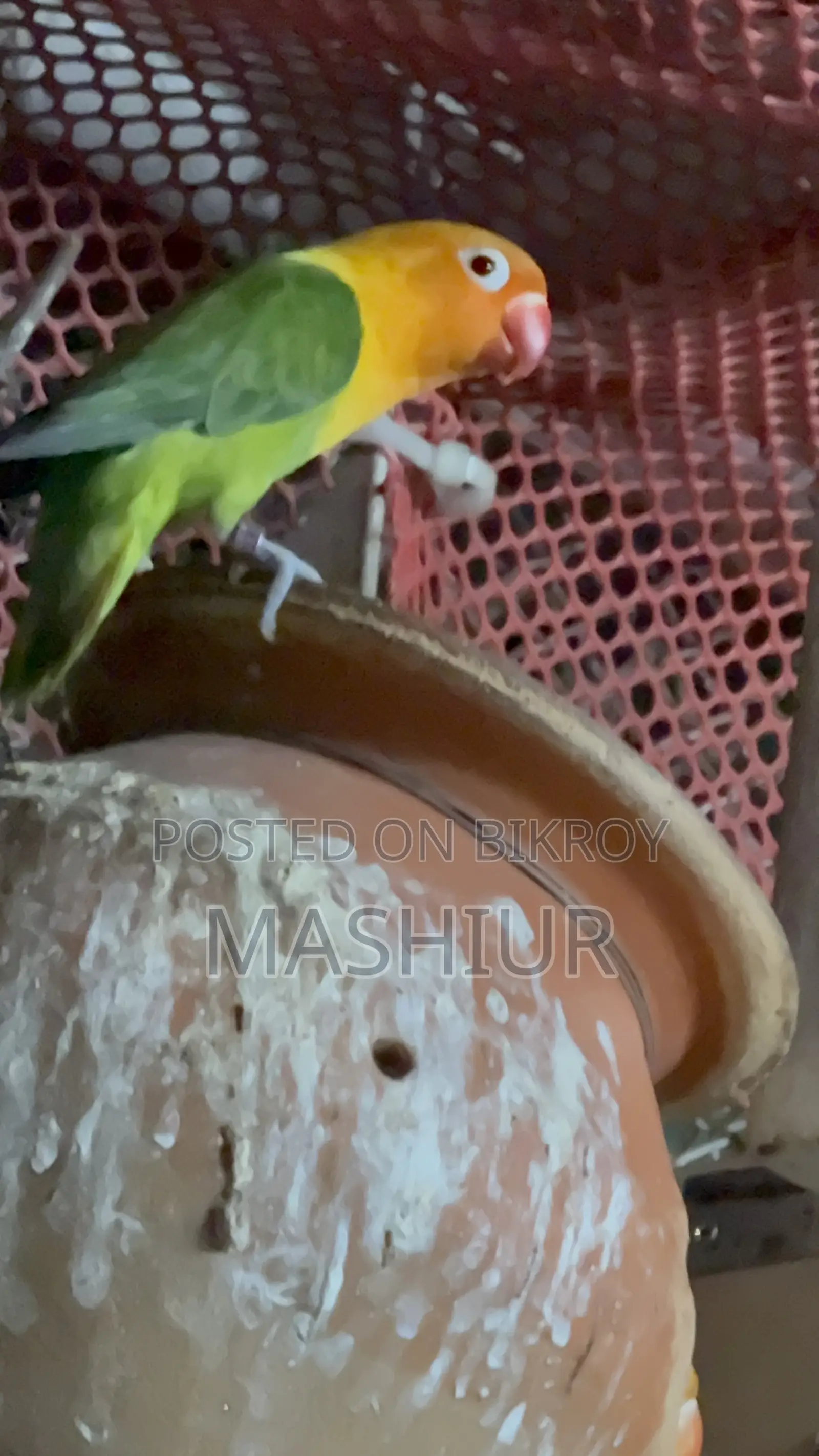 Green Opaline Male