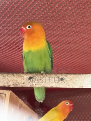 Green Opaline Male