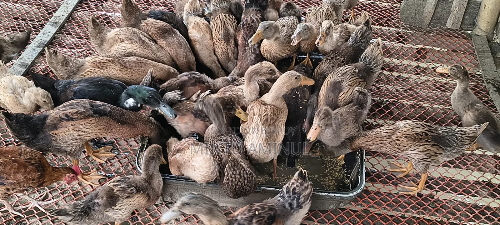 Ducklings for Sale (Vaccinated against Duck Plague)