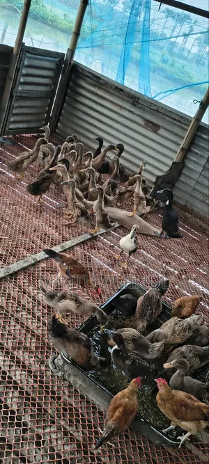 Ducklings for Sale (Vaccinated against Duck Plague)