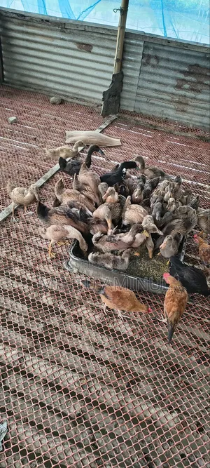 Ducklings for Sale (Vaccinated against Duck Plague)