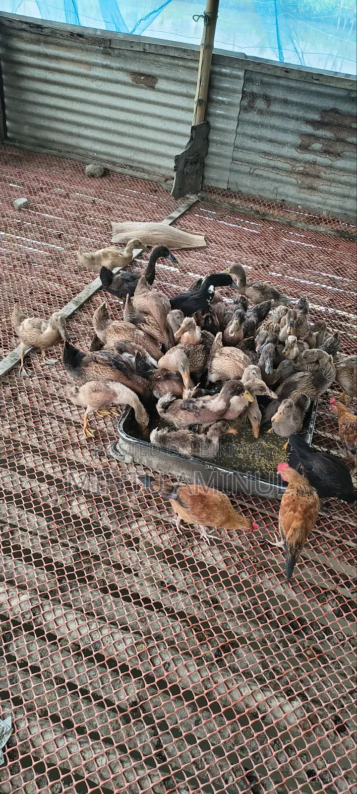 Ducklings for Sale (Vaccinated against Duck Plague)