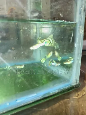 Mix Guppy High Quality