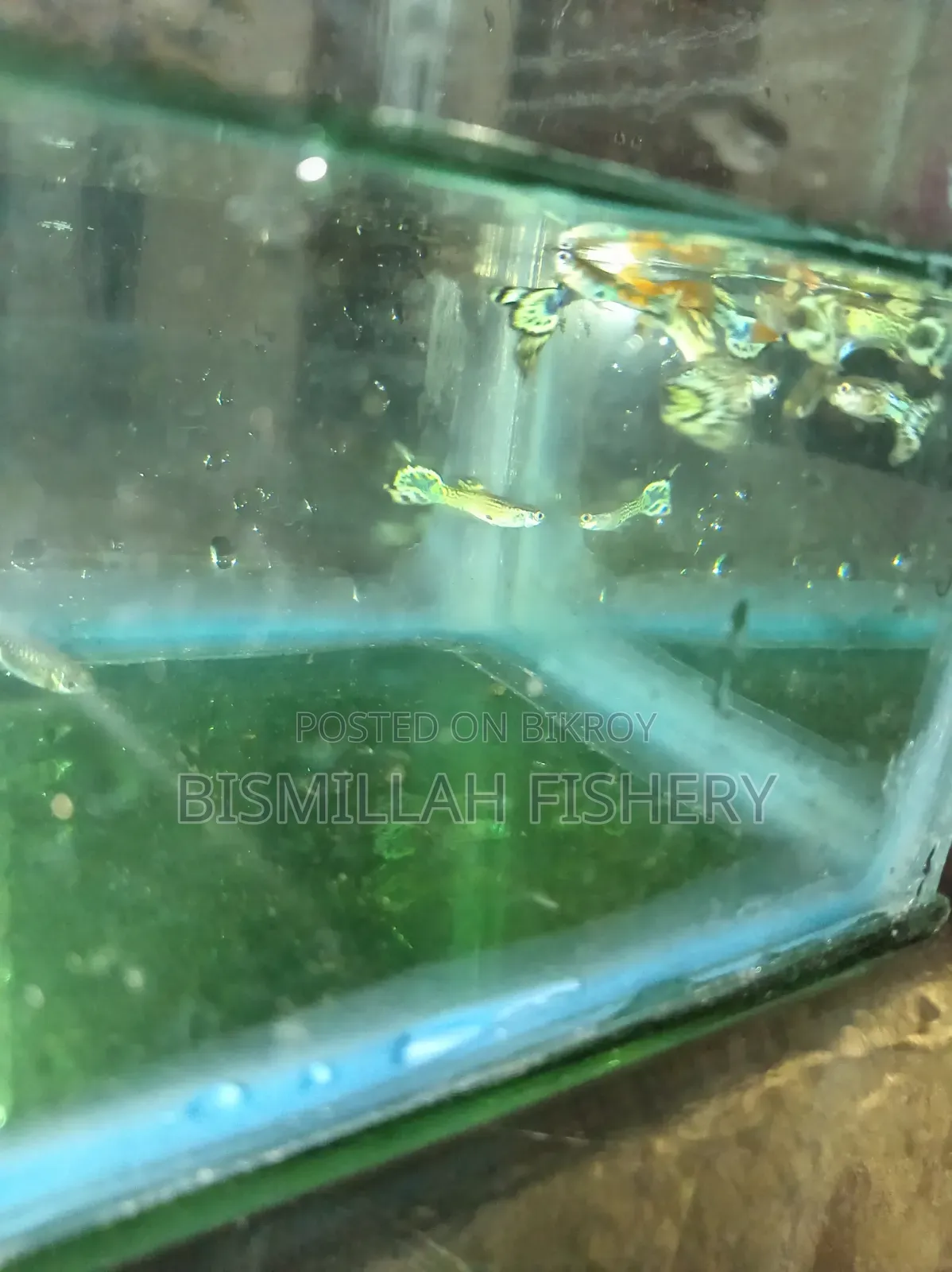 Mix Guppy High Quality