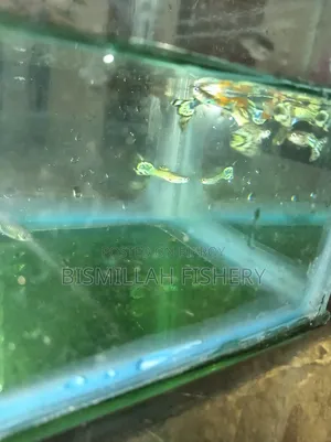 Mix Guppy High Quality