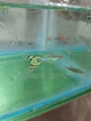 Mix Guppy High Quality