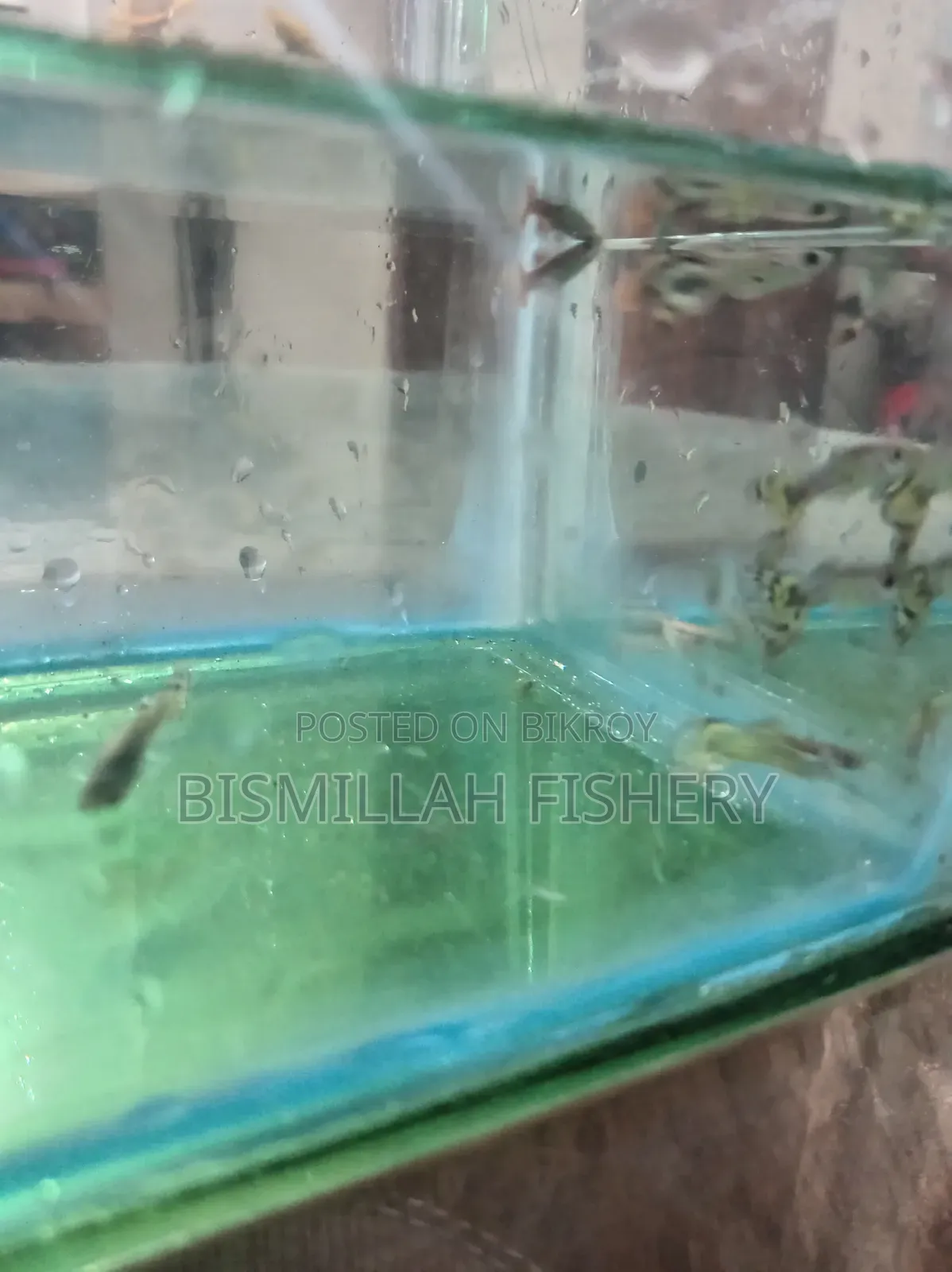 Mix Guppy High Quality