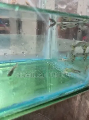 Mix Guppy High Quality