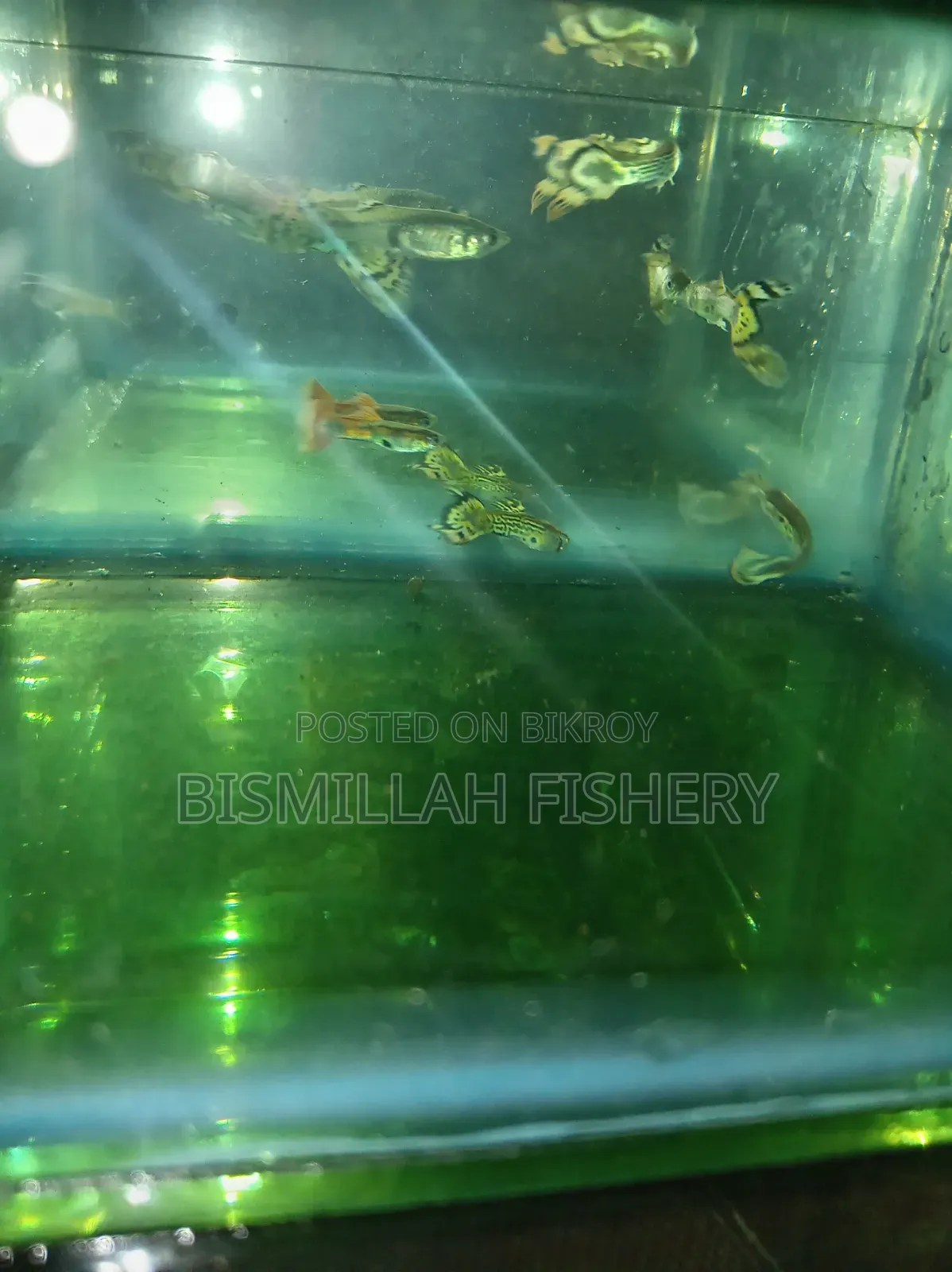 Mix Guppy High Quality