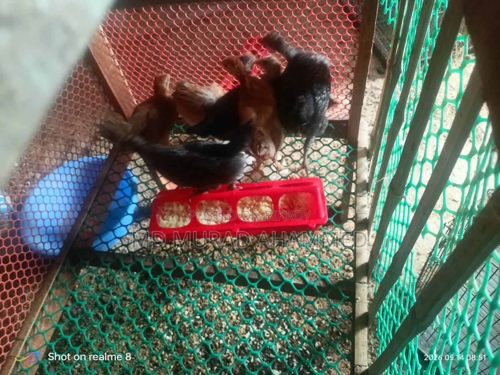 মুরগির বাচ্চা