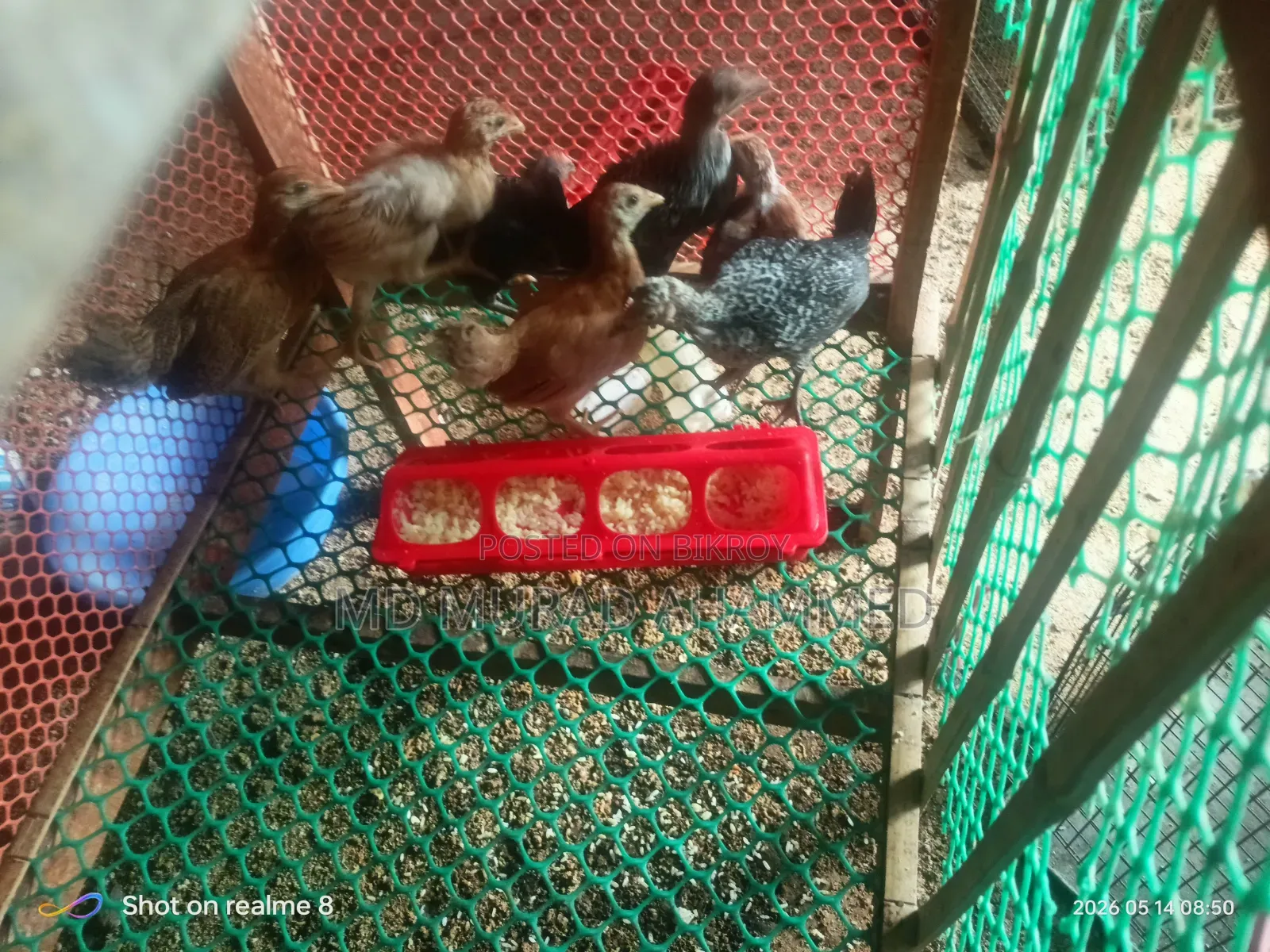 মুরগির বাচ্চা