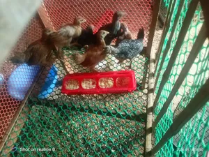 মুরগির বাচ্চা