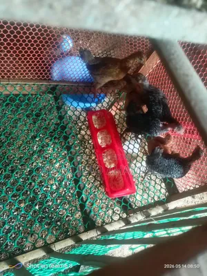 মুরগির বাচ্চা