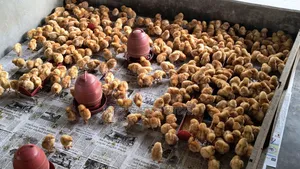 Duck & Chicken Chicks Booking Now Open