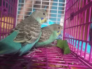 ইয়েলো ফেস ক্লাসিক বাজরিগার