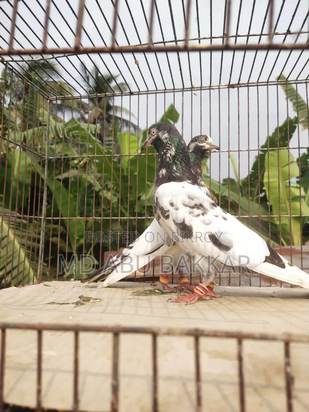 Teddy 128 Pigeon