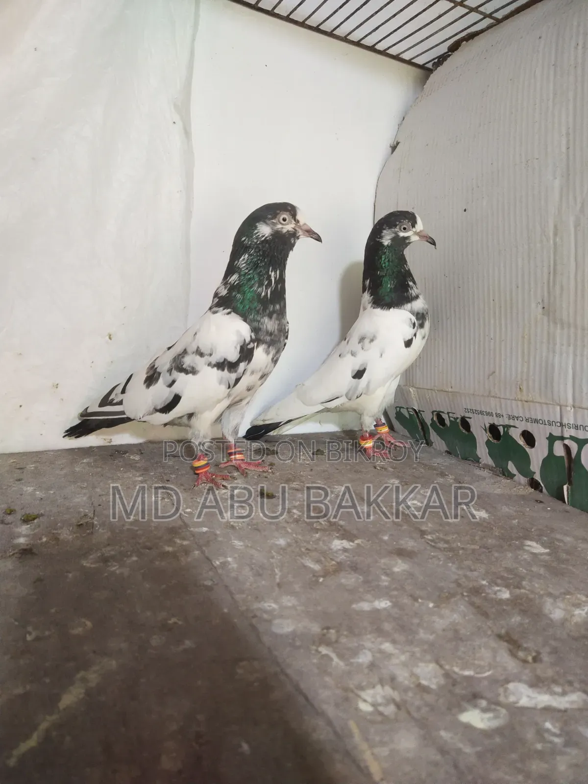 Teddy 128 Pigeon