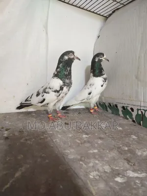 Teddy 128 Pigeon
