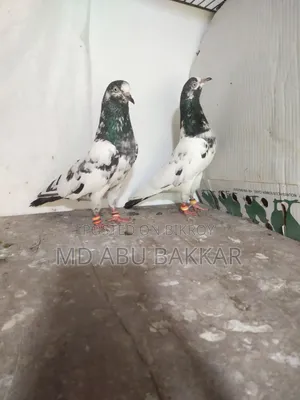 Teddy 128 Pigeon