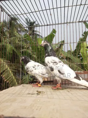 Teddy 128 Pigeon