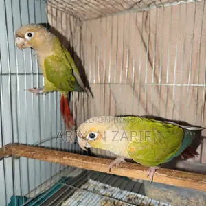 পাইনঅ্যাপল কনুর অ্যাডাল্ট ব্রিডিং পেয়ার