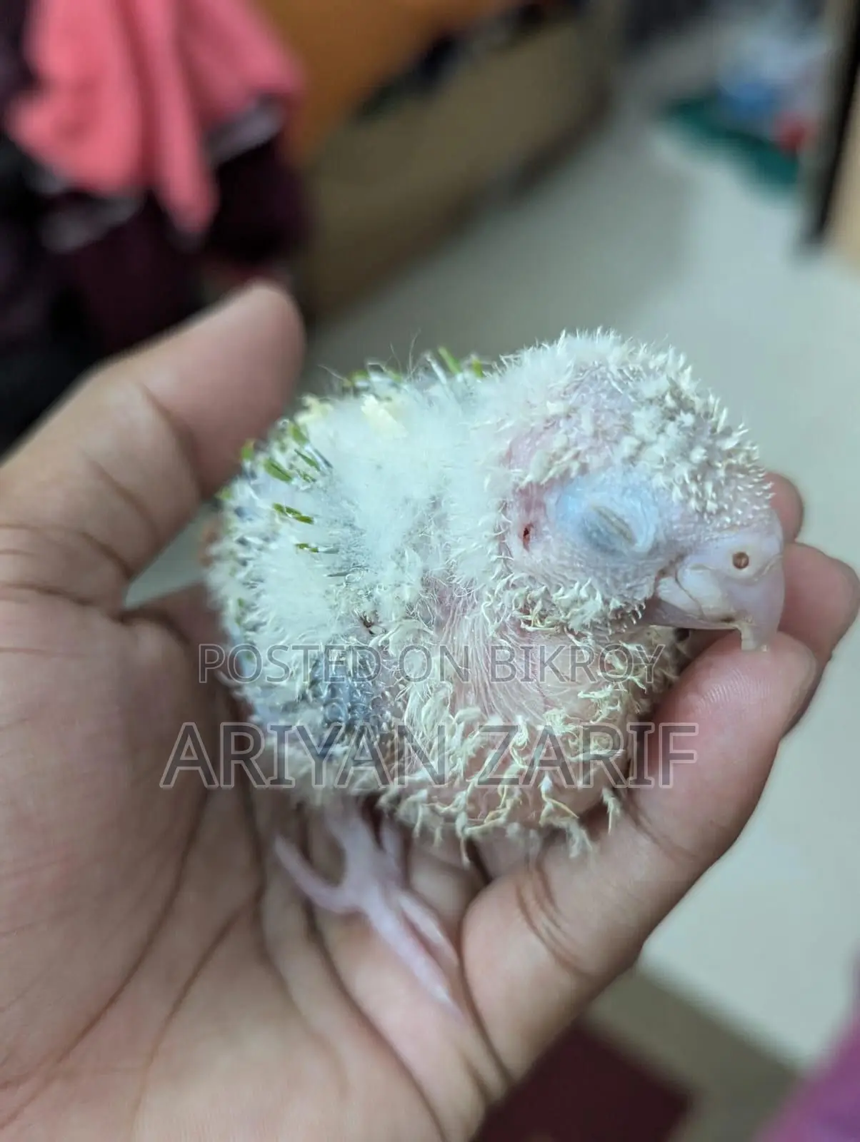 Pineapple Conure Adult Breeding Pair