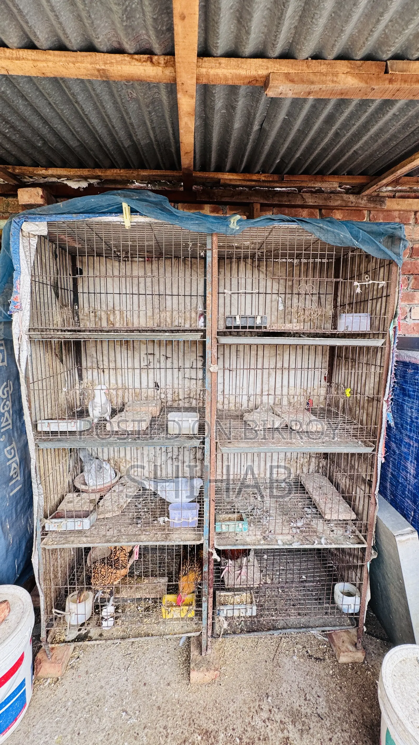 4-Tier Cage for Sale