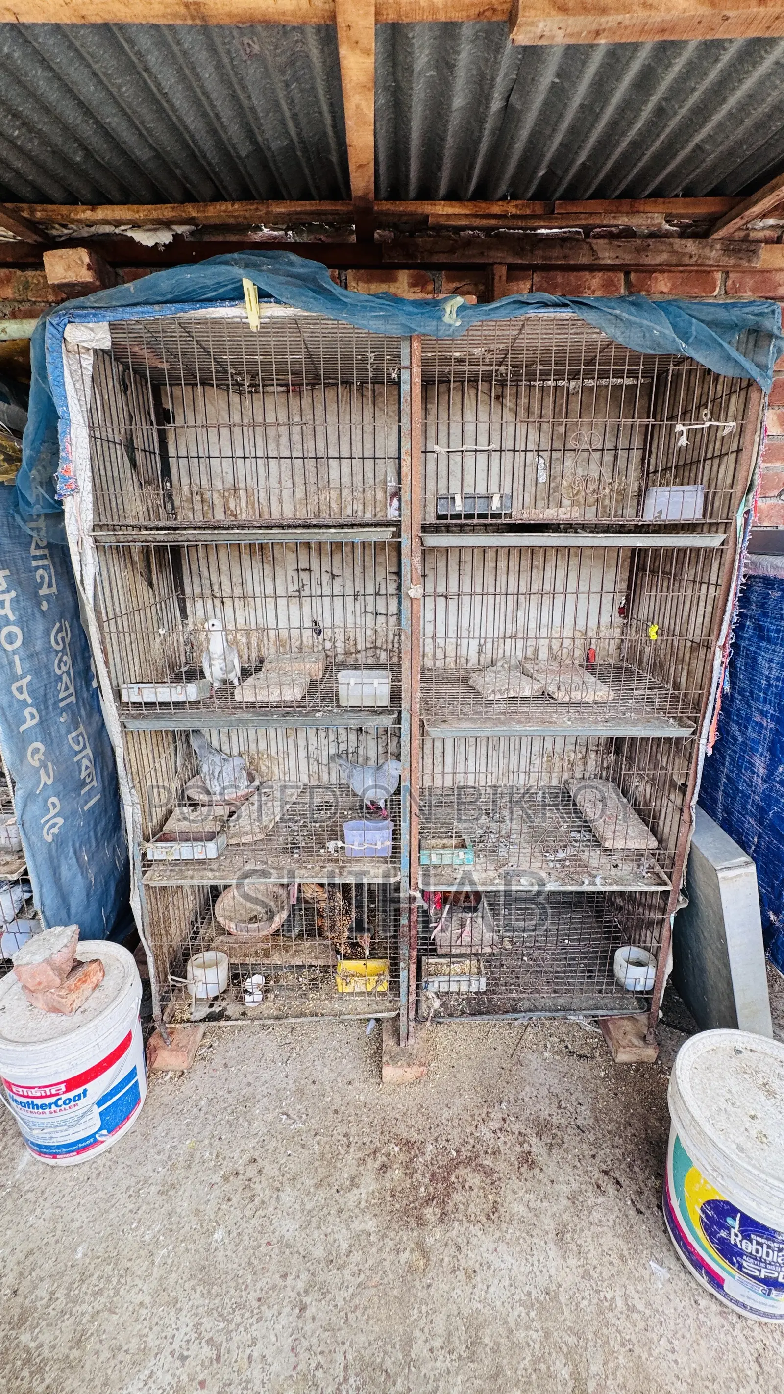 4-Tier Cage for Sale