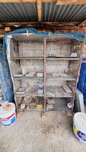 4-Tier Cage for Sale