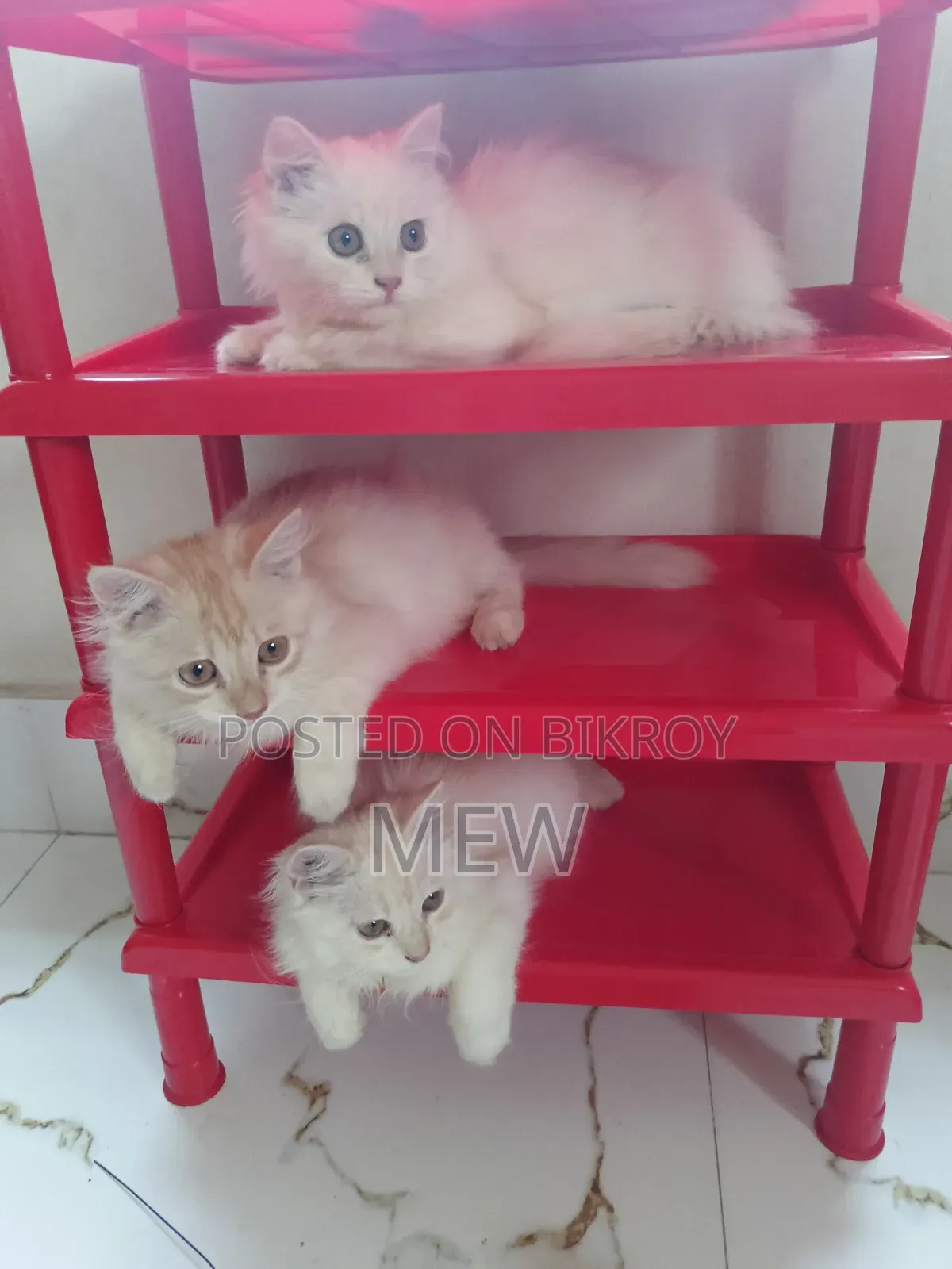 3-6 Months Male Purebred Persian
