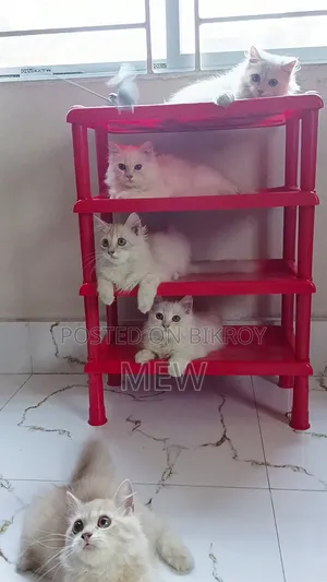3-6 Months Male Purebred Persian
