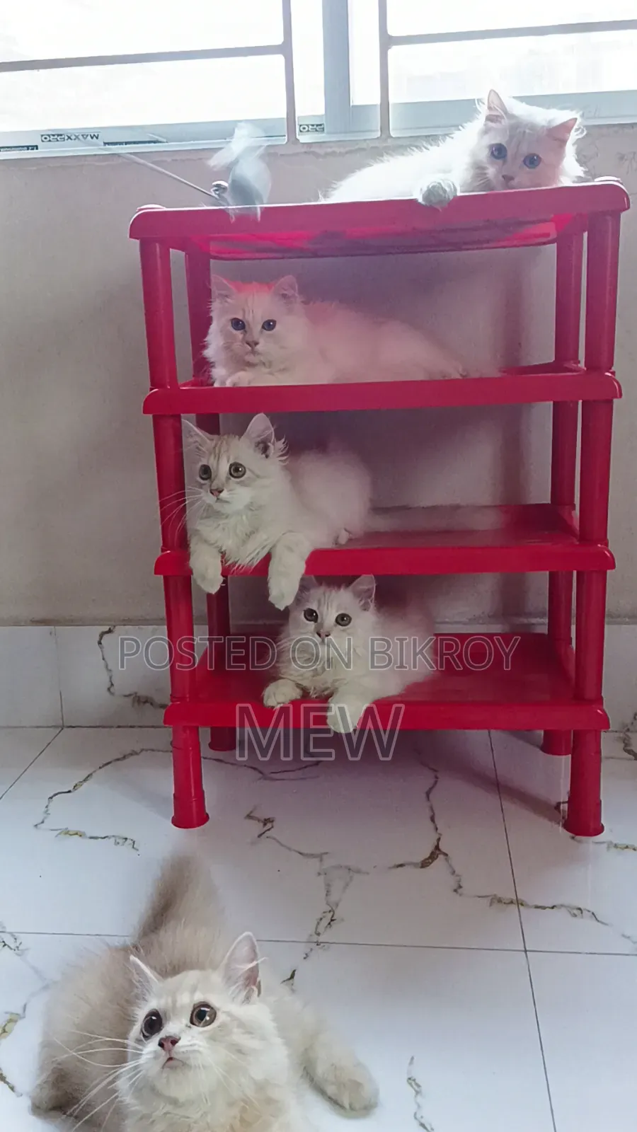 3-6 Months Male Purebred Persian