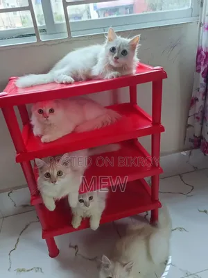 3-6 Months Male Purebred Persian