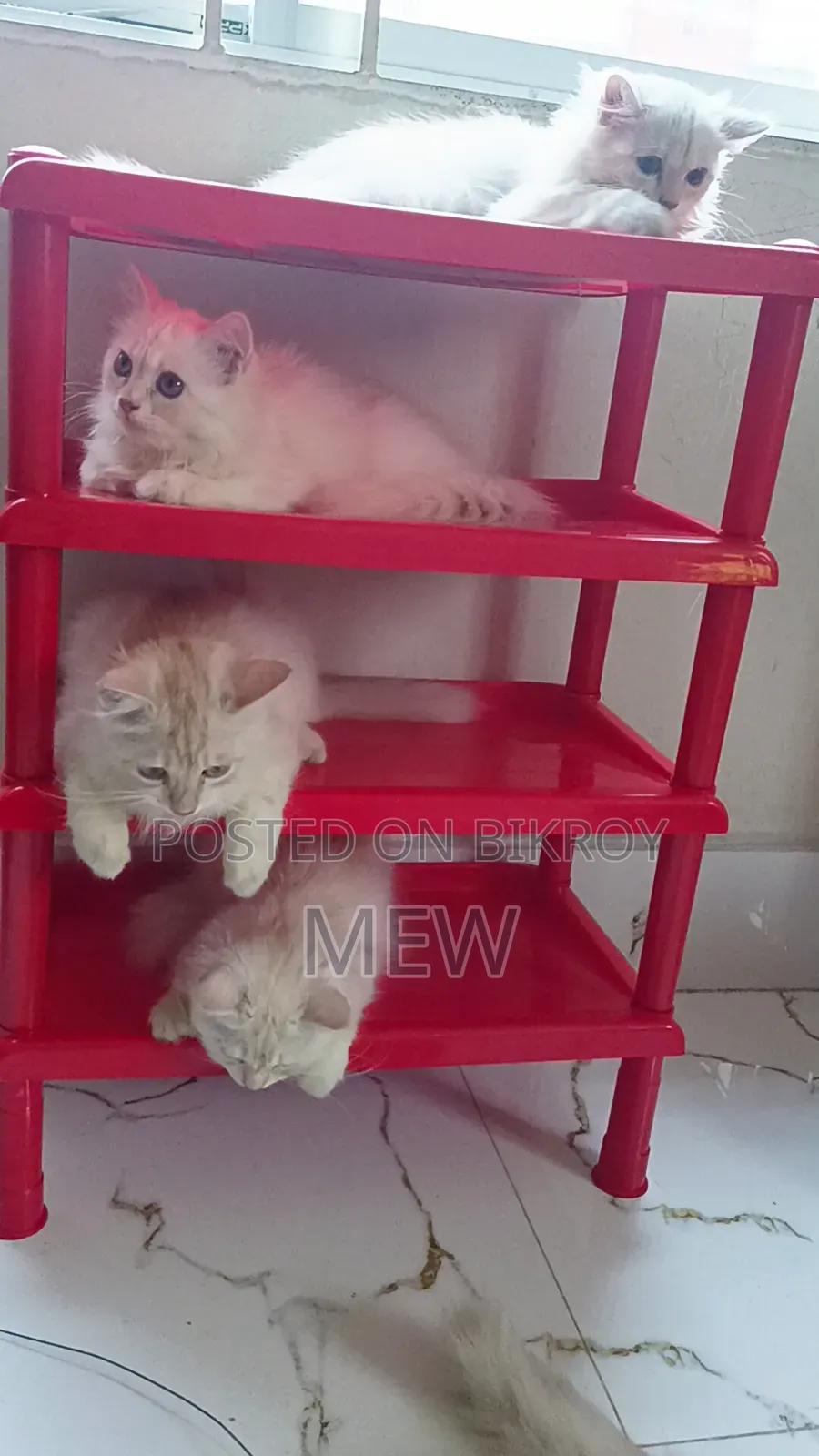 3-6 Months Male Purebred Persian