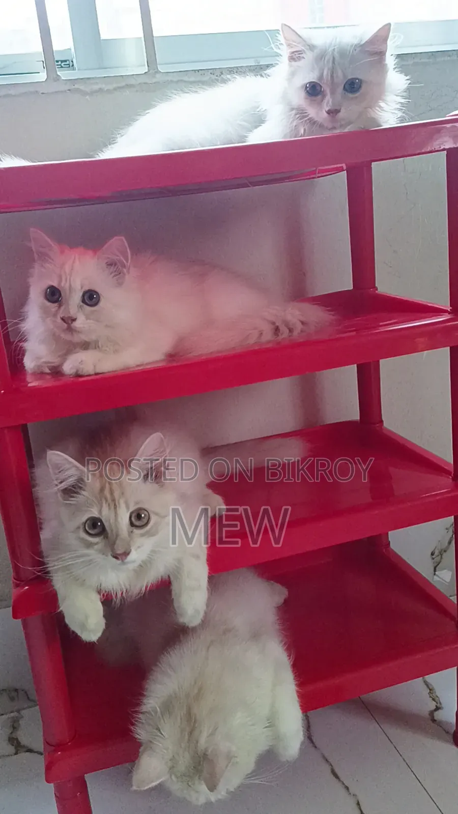 3-6 Months Male Purebred Persian