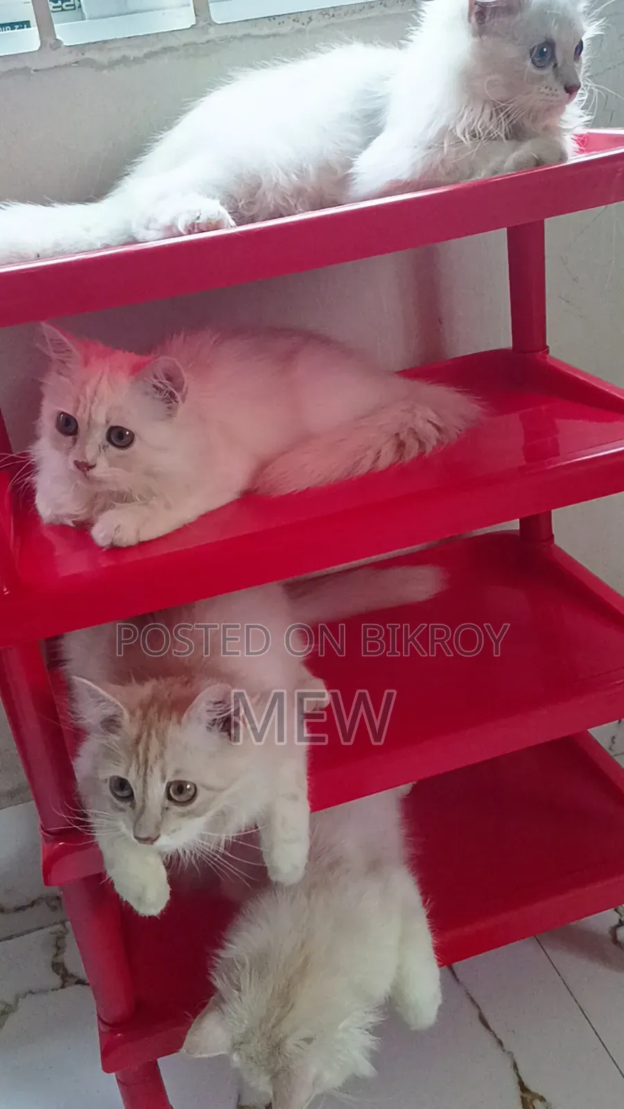 3-6 Months Male Purebred Persian
