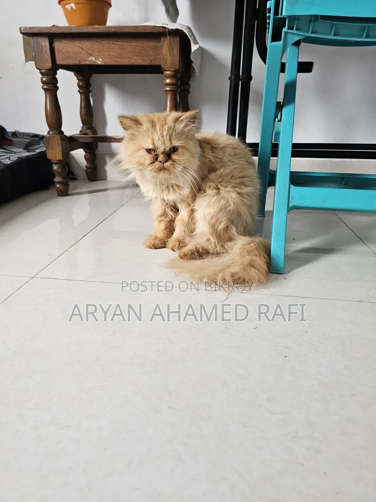 1-3 Months Female Purebred Persian